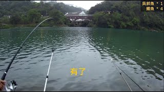 新店小粗坑渡口遺址 釣況分享 20210408 [嘟嘟釣魚狂#117]