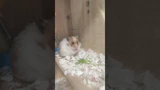 Карамелькин ПП перекус Хомяк ( hamster )