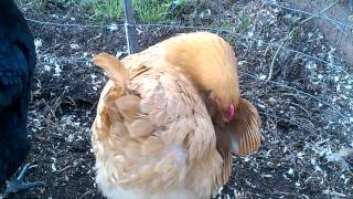 My chicken Dao preening herself  720p