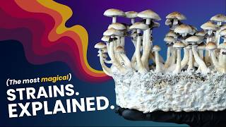 Golden Teacher, B+, Pen*s Envy | The Wild Science Behind Mushroom Strains