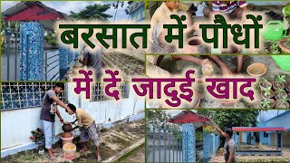 बरसात में पौधों में दें जादुई खाद , बनाना है बिलकुल आसान // Liquid fertilizer for Rainy season