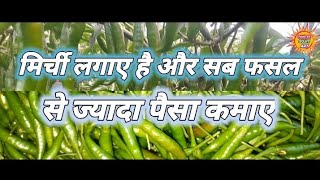 eagle mirchi ki fasal . मिर्च की फसल