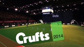 Gundog | Group Judging | Highlights | Crufts 2014