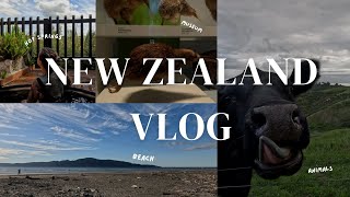 New Zealand Vlog | Wellington to Auckland in under 5 days | Last Minute Road Trip \u0026 Sightseeing 🇳🇿🥝🐄