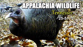 Appalachia Wildlife Video 25-5 of AS THE RIDGE TURNS in the Foothills of the Great Smoky Mountains