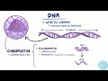 la structure du noyau cellulaire