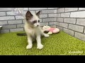 ペットショップ犬の家＆猫の里 イオン小牧店【生体番号　144604】【種類 ラグドール　】