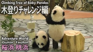 双子の赤ちゃんパンダ 桜浜＆桃浜 面白シーン 木登りチャレンジ編 Climbing Tree of Baby Pandas