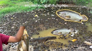 പാടം മുഴുവൻ മത്സ്യമാണ്  വരാൽ മീൻ #fishing  #fish #youtube #viral #malayalam snakehead