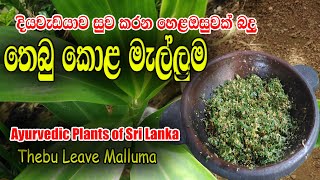 දියවැඩියාවට නියම තෙබු කොළ මැල්ලුමක් Tebu leaf mallum is great for diabetes@GAMIRASA