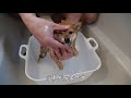 生後66日 はじめてのお風呂　豆柴ポン太のシャンプー　shiba inu puppy