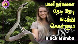 Black Mamba🐍 பாம்பு பற்றி சில திகைப்பூட்டும் தகவல்கள்😱 #tamil #snake #blackmamba #viral #trending