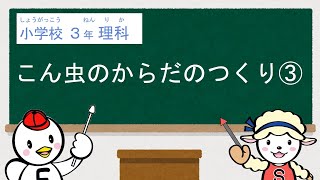 小３理科_こん虫の育ち方③