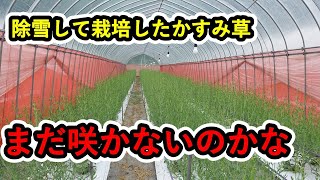 除雪してビニールハウスで保温したかすみ草の生育状況