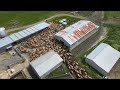 Drone video of 725 cows filling the cow yard ready for Farmer to Milk them  #jersey #yard #farming