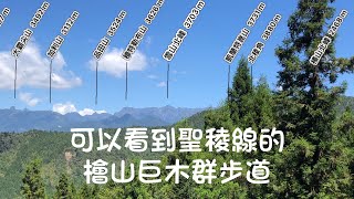 新竹苗栗交界處—檜山巨木群步道