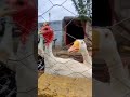 Hens,Goose,TurkeyHens Francolin,Chicks,Rooster,Ducks #shorts #viralvideo #trending #duckhens #pets