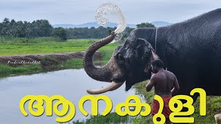 ELEPHANT BATH|AANA KULI|PRABIN THADATHIL|ആന കുളി|ആന|ചെർപ്പുളശ്ശേരി ശ്രീ അയ്യപ്പൻ