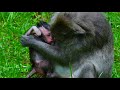 Monkey Mom Checks on Her 10-Day-Old Baby: A Heartwarming Moment| Monkey Cambodia Daily