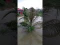 Banjir Di Wakaf Bharu, Tumpat, Kelantan