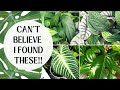 RARE BIG BOX PLANT SHOPPING WITH ME AT LOWES CANADA 2022 | Costa Farms Trending Tropicals