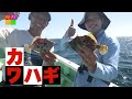 相模湾のスルメイカ＆カワハギ【釣りビジョン番組紹介】