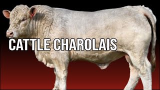 🔴 Why Are CHAROLAIS Cattle So Popular? / Biggest Bulls And Cows