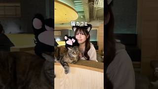 【新宿】可愛過ぎて帰れなくなる猫カフェ☕️#新宿デート #japantravel #猫カフェ