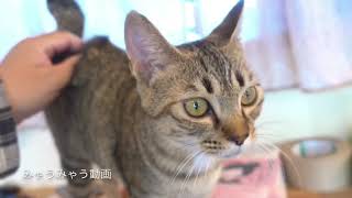 かわいいプリンちゃん、はじめまして！5月24日 #駒猫プリン #保護猫カフェ駒猫