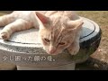 「お父さんを助けて」と亡き母に祈ったら、猫が..！？