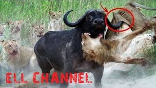 5 ცხოველთა შეშლილი ბრძოლა ნაწილი #2 / Crazy Animal Fight Caught On Camera PT.2