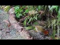 pancho the calling chestnut crowned antpitta