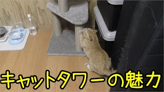 ミニキャットタワーを設置、戸惑う猫…ちょっと小さすぎたか…？