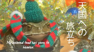 My beloved toad has gone to heaven.愛しのヒキガエルが天国に旅立ちました。#toad #frog #カエル #ヒキガエル