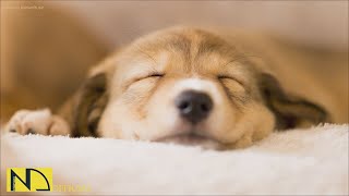 20 HOURS of Deep Sleep Anti Separation anxiety Dog Music💖Calming Dog Music🎵stressed dog🐶 NadanMusic