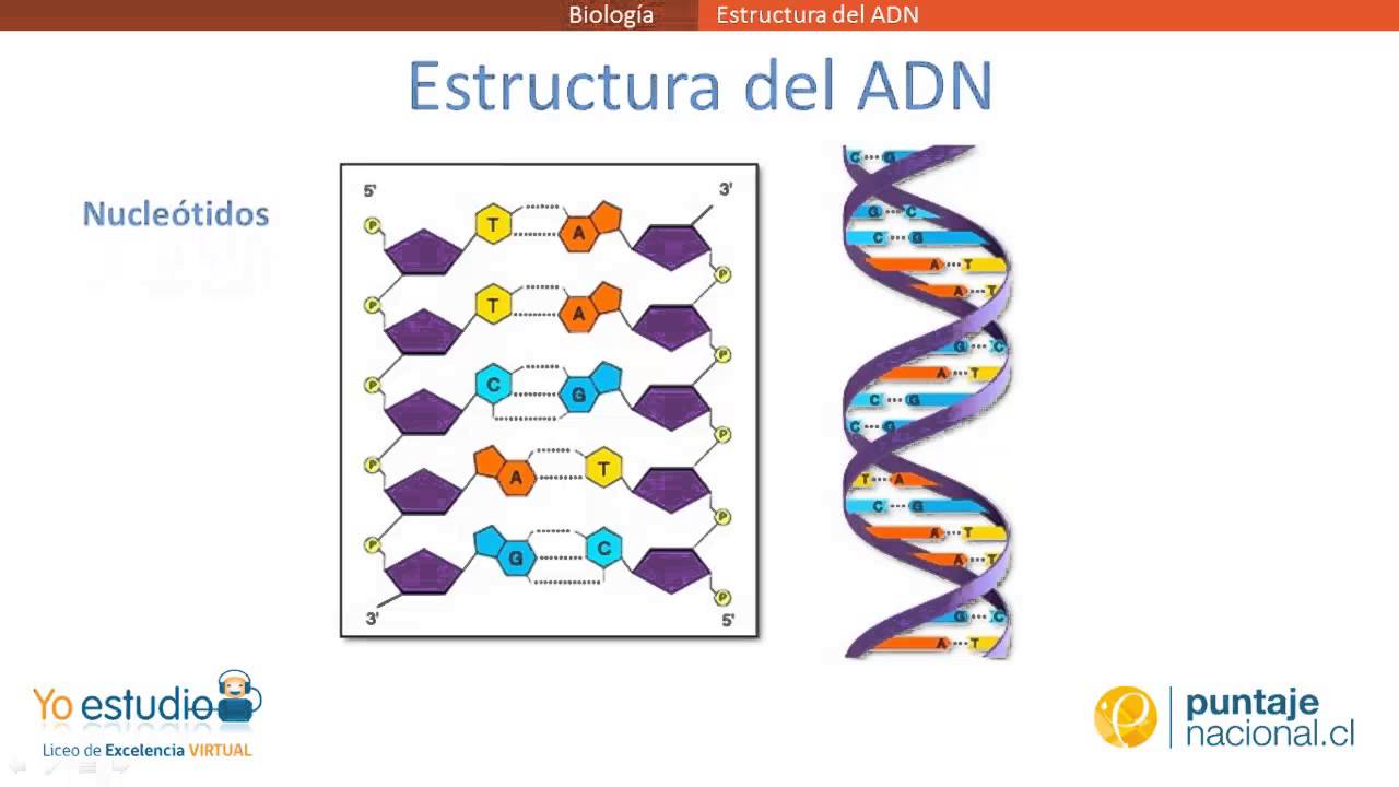 Estructura Del ADN - YouTube