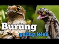 Burung paling jelek di dunia, burung cabak, burung potoo, burung paruh katak