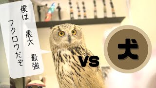 最大最強シベリアワシミミズクVS犬【フクロウとの日常】playing with owl