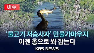 [이슈] 텃새 된 민물 가마우지... 총기 포획 시작 /2024년 5월 5일(일)/KBS