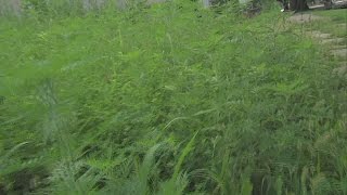 Overgrown grass continues to be a problem