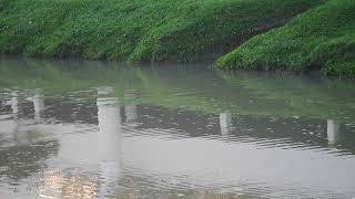 新加坡野生動物_水獭_巨蜥 City In Nature_ The SIX Smooth-coated Otters In South West Singapore_ 05jun2023 7.37am