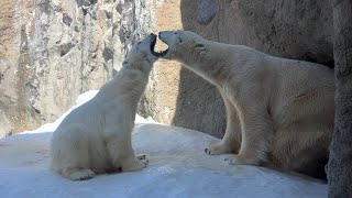 20240313:今日の旭山動物園