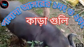 পেনাদা আসরের ১নংও২নং কাড়া গুলি ,💥💞