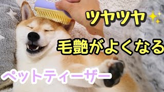 毛艶がよくなるブラシを使ってみた結果…ツヤツヤ感が増して気持ちよさげなお顔に～！柴犬チャーミー shiba inu