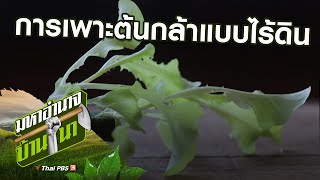 การเพาะต้นกล้าแบบไร้ดิน : สูตรลับฉบับบ้านนา