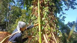 How do we pluck betel leaves....