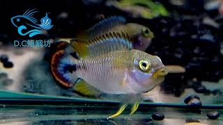 9/10【DC短鯛坊】WF1霸王短鯛 No.F10【DwarfCichlid】