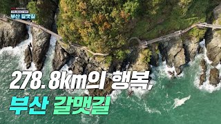 [ KNN특집 ] 278.8km의 행복, 부산 갈맷길