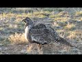 Greater Sage Grouse, Centrocercus urophasianus, northwest of Denver, CO, USA, 28 Apr 2018 (6/10)