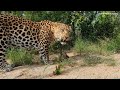 How will  leopards Beau & Bahati react to impala heads as enrichment? South African sanctuary life